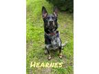 Adopt Hearnes 30324 a Black Australian Cattle Dog / Shepherd (Unknown Type) dog