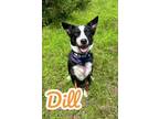Adopt Dill 123633 a Tricolor (Tan/Brown & Black & White) Australian Shepherd dog