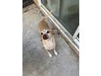Adopt Mack a Tan/Yellow/Fawn Miniature Pinscher / Miniature Dachshund / Mixed