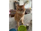 Adopt Ella Fitzgerald a Orange or Red Tabby Domestic Mediumhair / Mixed (medium