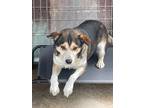 Adopt Old Man a Australian Cattle Dog / Husky / Mixed dog in Cobden