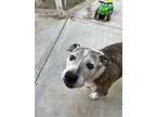 Adopt Gypsy a Gray/Blue/Silver/Salt & Pepper American Pit Bull Terrier /