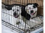 Adopt Hedwig a White - with Black American Pit Bull Terrier / American Pit Bull