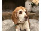 Adopt Lucky a Brown/Chocolate - with White Beagle / Mixed dog in Houston