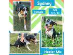 Adopt Sydney a Tricolor (Tan/Brown & Black & White) Australian Cattle Dog /