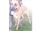 Adopt MICHELLE a Brown/Chocolate German Shepherd Dog / Mixed dog in Arcadia