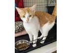 Adopt Ginger a White (Mostly) Domestic Shorthair (short coat) cat in Fort Worth