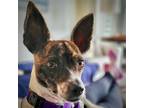 Adopt Dot (VA) a White - with Brown or Chocolate Rat Terrier / Mixed dog in