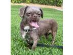 Adopt Posie a Brown/Chocolate Shih Tzu / Mixed dog in Cape Coral, FL (41485896)