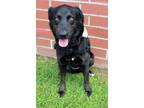 Adopt Brie a Black - with White Labrador Retriever / Mixed dog in Burgaw