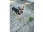 Adopt Jax (Shepher/Husky) a Black Shepherd (Unknown Type) / Siberian Husky /