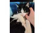 Adopt Tux a Black & White or Tuxedo Domestic Shorthair / Mixed (short coat) cat