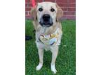 Adopt Bleu a Red/Golden/Orange/Chestnut Golden Retriever / Mixed dog in Burgaw