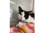Adopt Kevin Jonas a Domestic Shorthair / Mixed (short coat) cat in Ridgely