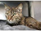 Adopt Cassiopeia a Brown Tabby Domestic Shorthair (short coat) cat in Forked
