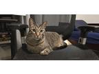 Adopt Toucan a Brown Tabby Domestic Shorthair / Mixed (short coat) cat in