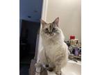 Adopt Matilda Elaine Opal Williams a Cream or Ivory Domestic Longhair / Mixed