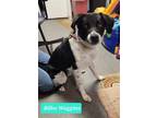 Adopt Bilbo Waggins a Labrador Retriever / Pointer / Mixed dog in Richmond