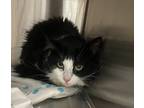 Adopt Oliver a Domestic Mediumhair / Mixed cat in Cleveland, TN (41485786)