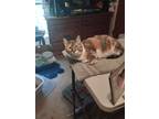 Adopt Rascal a Calico or Dilute Calico Calico / Mixed (medium coat) cat in