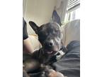 Adopt Cleopatra a Black American Pit Bull Terrier / Mixed dog in Saint Louis