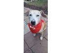 Adopt Marley a Tan/Yellow/Fawn American Pit Bull Terrier / Mixed dog in San