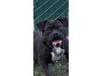 Adopt Annie a Black American Staffordshire Terrier / Mixed dog in Yamhill