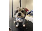 Adopt Theodore a Black - with White Shih Tzu / Mixed dog in Irwin, PA (41485510)