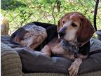 Adopt Sam a Tricolor (Tan/Brown & Black & White) Beagle / Mixed dog in Sharon