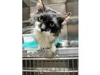 Adopt Patrick a Black & White or Tuxedo Domestic Longhair / Mixed cat in Bossier