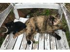 Adopt Clove and 2 kittens a Tortoiseshell Domestic Shorthair / Mixed (short