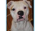 Adopt Tye (Tyson) a White Boxer / Mixed dog in Dallas, TX (41485477)