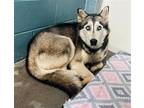 Adopt June a White - with Black Siberian Husky / Mixed dog in Clarkesville