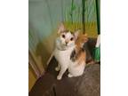 Adopt June a Spotted Tabby/Leopard Spotted Domestic Shorthair / Mixed cat in