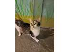 Adopt May a Spotted Tabby/Leopard Spotted Domestic Shorthair / Mixed cat in Fort