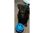 Adopt Licorice a Black - with White Pug / Mixed dog in Encino, CA (41462555)