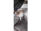 Adopt Messi a Spotted Tabby/Leopard Spotted Egyptian Mau (short coat) cat in