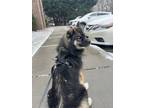 Adopt Jackie a Black - with Tan, Yellow or Fawn Husky / Mixed dog in Asheville