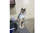 Adopt Sugar a Spotted Tabby/Leopard Spotted Egyptian Mau cat in Manchester