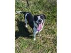 Adopt Rita a Black - with White Mixed Breed (Medium) / Mixed dog in Sheridan