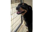 Adopt Chuck a Rottweiler / Mixed Breed (Medium) / Mixed dog in Tool
