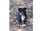 Adopt Mia a Black - with White Australian Shepherd / Labrador Retriever / Mixed