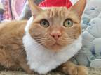 Adopt Nati a Orange or Red (Mostly) Domestic Mediumhair / Mixed (medium coat)
