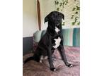 Adopt Lacy a Black - with White Labrador Retriever / Husky dog in Franklin