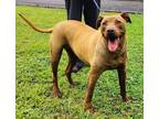 Adopt Draco a Brown/Chocolate Labrador Retriever / Pit Bull Terrier / Mixed dog