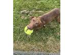 Adopt Marla a Brown/Chocolate Labrador Retriever dog in Buffalo, NY (41485162)