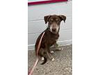Adopt Buzz a Brown/Chocolate Husky dog in Buffalo, NY (41485161)
