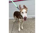 Adopt Woody a Brown/Chocolate Husky dog in Buffalo, NY (41485158)