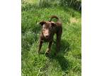Adopt Jessie a Brown/Chocolate Labrador Retriever dog in Buffalo, NY (41485157)