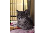 Adopt Slim Shady a Domestic Shorthair cat in mishawaka, IN (41485136)